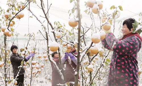 日报一版喜摘雪梨 (1).JPG