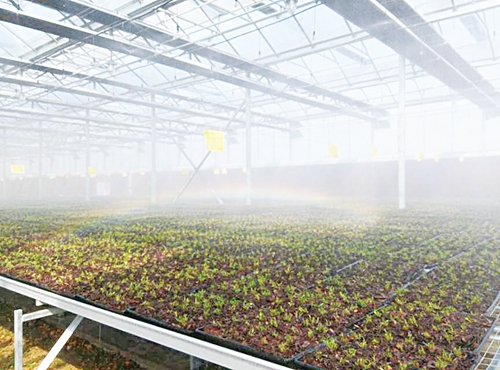 木兰1.jpg 木兰1.jpg