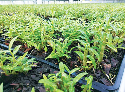 木兰2.jpg 木兰2.jpg