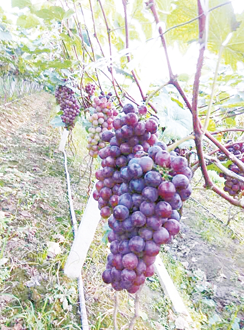 木兰4.jpg 木兰4.jpg