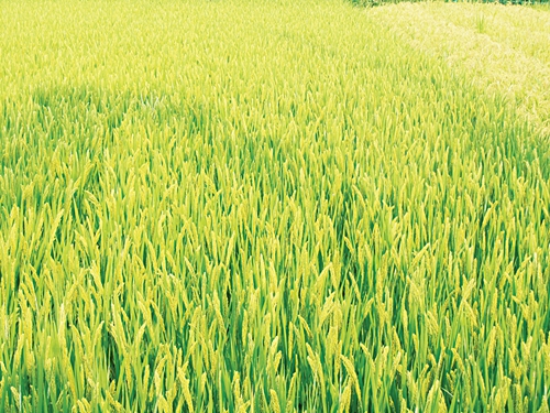 木兰2505.JPG 木兰2505.JPG