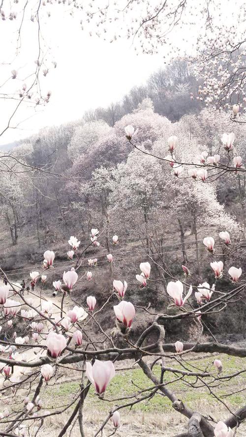 玉兰花5.jpg 玉兰花5.jpg