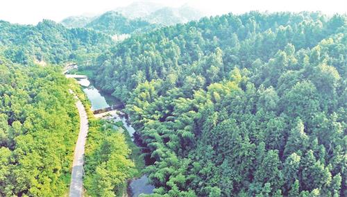 竹海.jpg 竹海.jpg