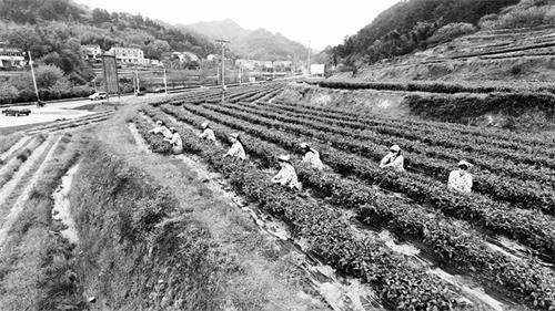 日报六版41800086.jpg 日报六版41800086.jpg