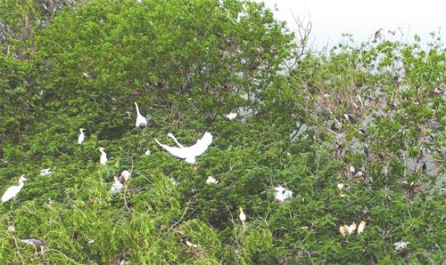 绿树丛中白鹭飞陈力摄.jpg 绿树丛中白鹭飞陈力摄.jpg