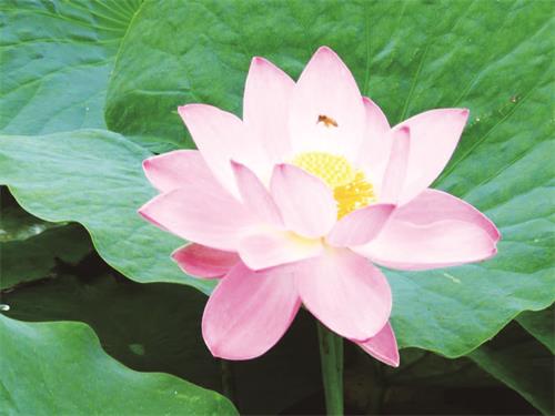 荷花07112.jpg 荷花07112.jpg