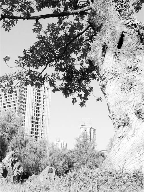 日报六版旋转 IMG_4892.JPG