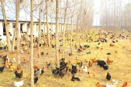 林间养鸡.JPG 林间养鸡.JPG