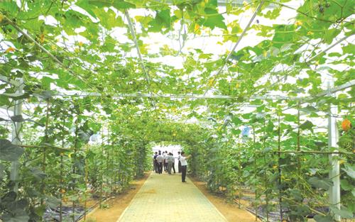 绿色采摘.jpg 绿色采摘.jpg