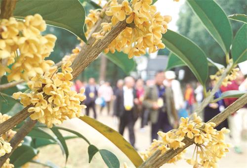 旅游节10192.jpg 旅游节10192.jpg