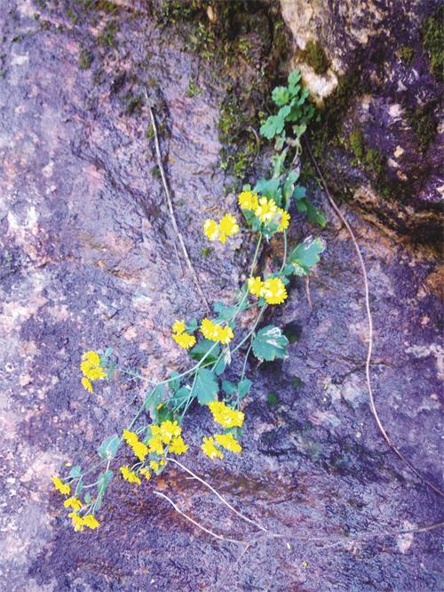 五版IMG_2088.JPG 五版IMG_2088.JPG