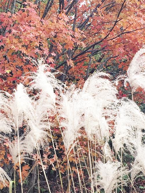 五版IMG_2195.JPG 五版IMG_2195.JPG