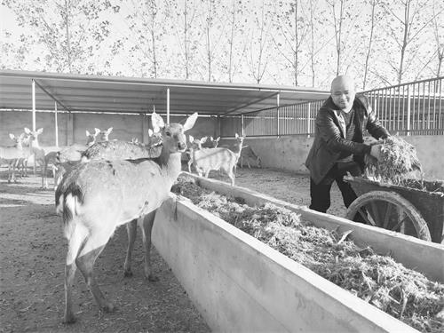 梅花鹿33.jpg 梅花鹿33.jpg