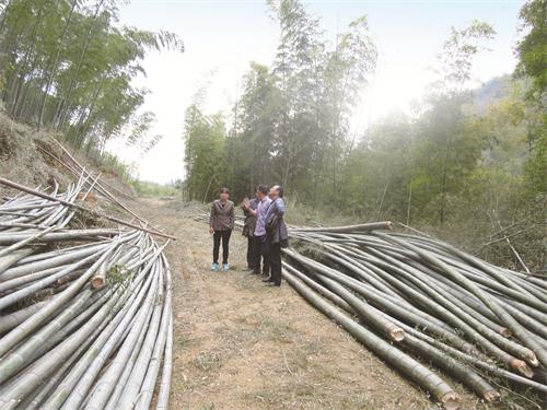 毛竹种植技术现场培训.jpg
