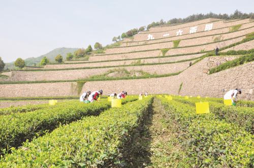 雄伟壮观的九一六茶园18.jpg 雄伟壮观的九一六茶园18.jpg