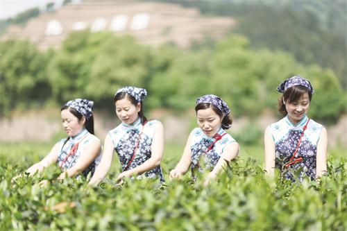 九一六茶园采茶女11.JPG 九一六茶园采茶女11.JPG