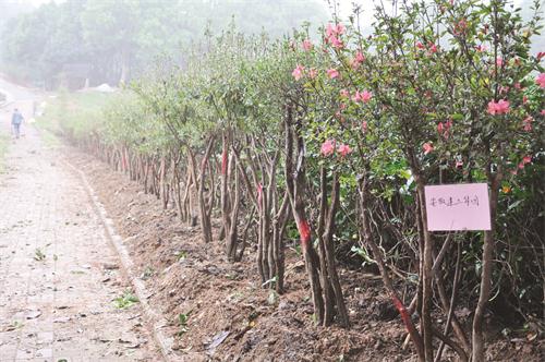 映山红教育培育基地12.jpg 映山红教育培育基地12.jpg