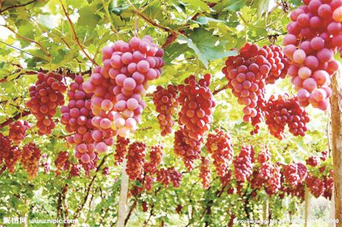 甄果园葡萄.jpg