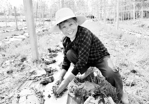 二版正在田间种植丝瓜络苗.jpg 二版正在田间种植丝瓜络苗.jpg