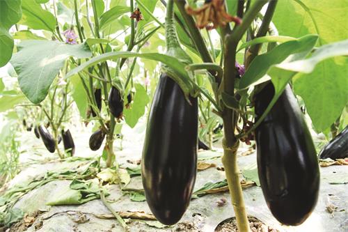 五版农工正在采摘辣椒 (2).jpg 五版农工正在采摘辣椒 (2).jpg