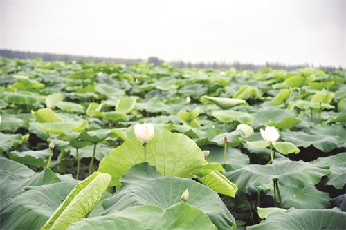 五版万亩荷花基地.jpg 五版万亩荷花基地.jpg