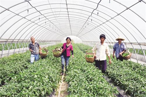 五版员工正在采摘辣椒 (1).jpg 五版员工正在采摘辣椒 (1).jpg