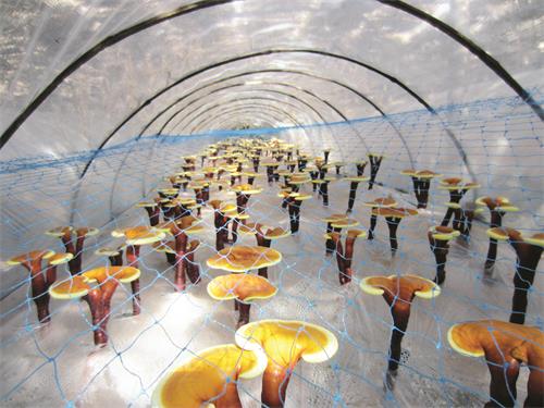 5的82900017.jpg 5的82900017.jpg