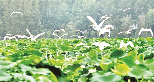 C:\Users\luaninfo\Desktop\日报10月11日5678全彩霍邱\十九大霍邱3版\看图王批量图片转换结果\霍邱3版 56生态.jpg