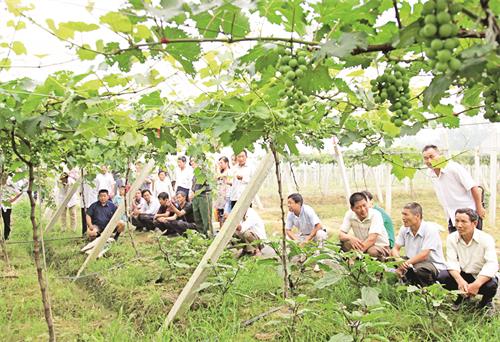 E:\11月22日5678\22日五版\五版大户学习幸福葡萄园种植技术.jpg