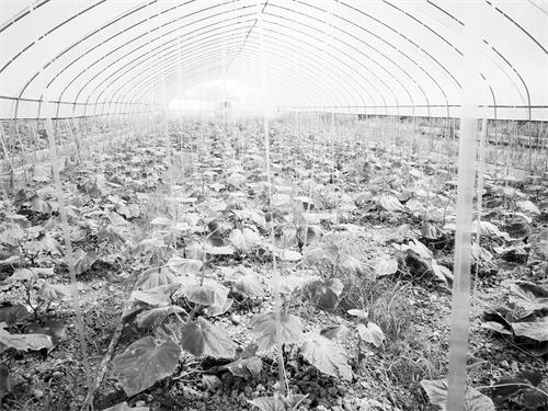 三版转土地发展反季节大棚蔬菜.jpg