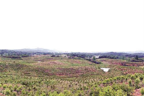 三版万亩油茶基地.JPG 三版万亩油茶基地.JPG