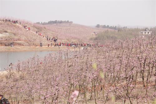 裕安林业04.jpg 裕安林业04.jpg