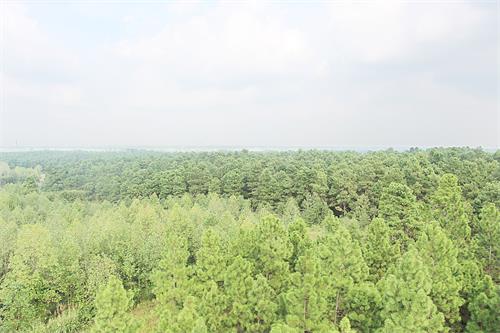 裕安林业06.jpg 裕安林业06.jpg