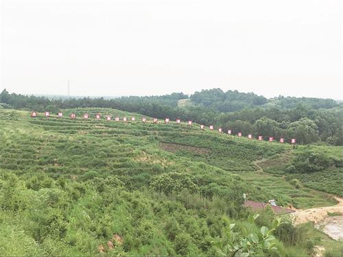 裕安林业08.jpg 裕安林业08.jpg