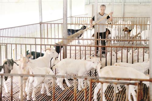 淠东乡农家牧业山羊养殖专业合作社饲养员在管理羊舍。本报记者 田凯平 摄.JPG