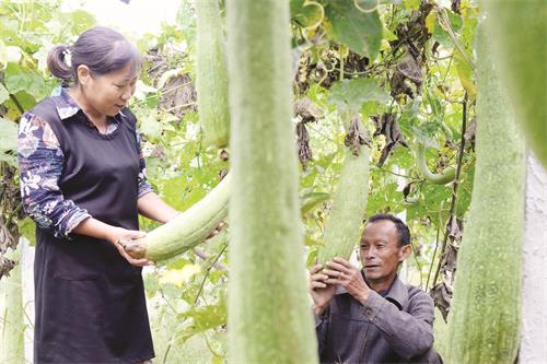 贫困户种植丝瓜助增收。本报记者 田凯平 摄.JPG