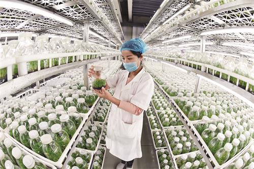 Z011 蚌埠日报 刘晨 《霍山石斛》.JPG