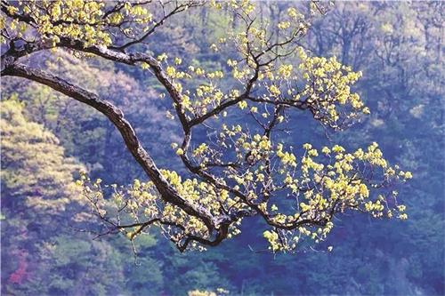 马鬃岭.jpg