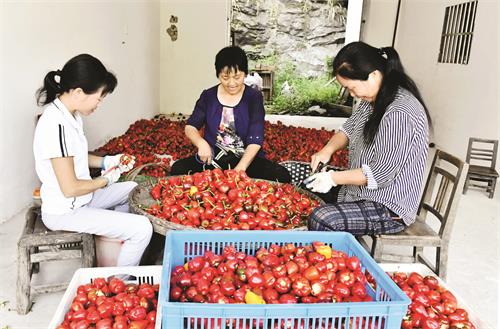 灯笼椒图片日报一版1.jpg